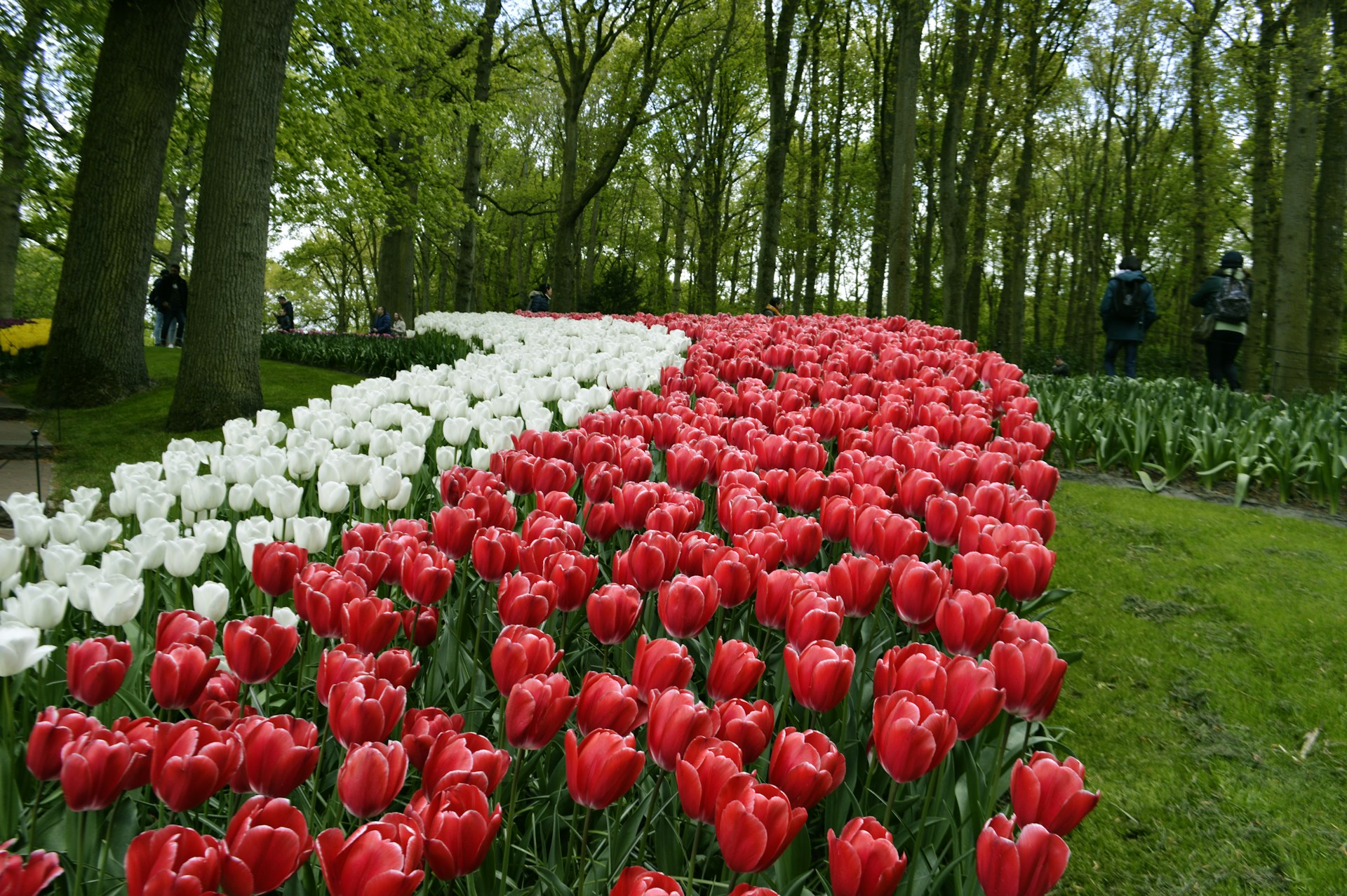 Keukenhof Gardens, Netherlands