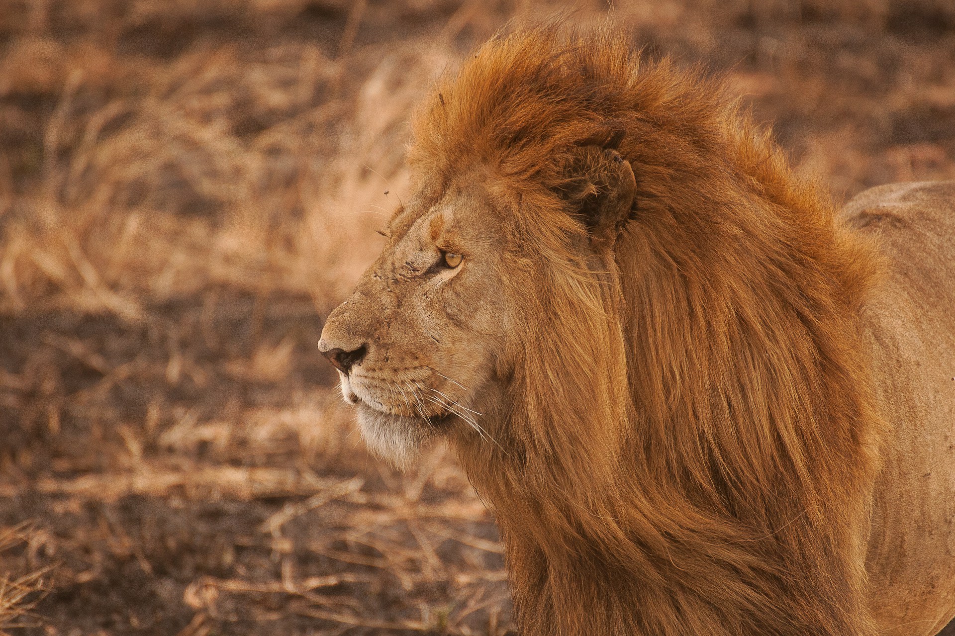 Tanzania