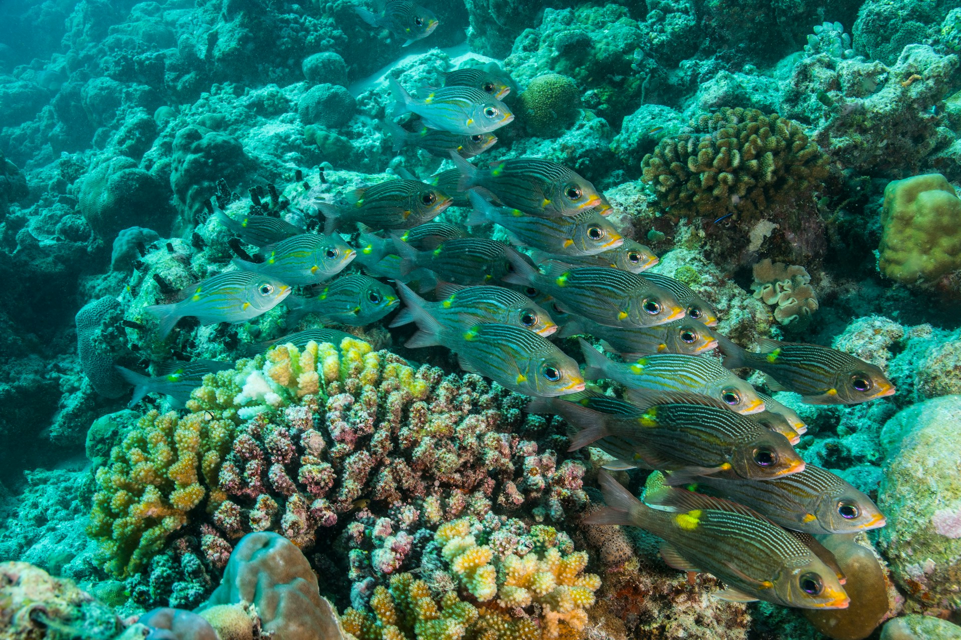 Ari Atoll
