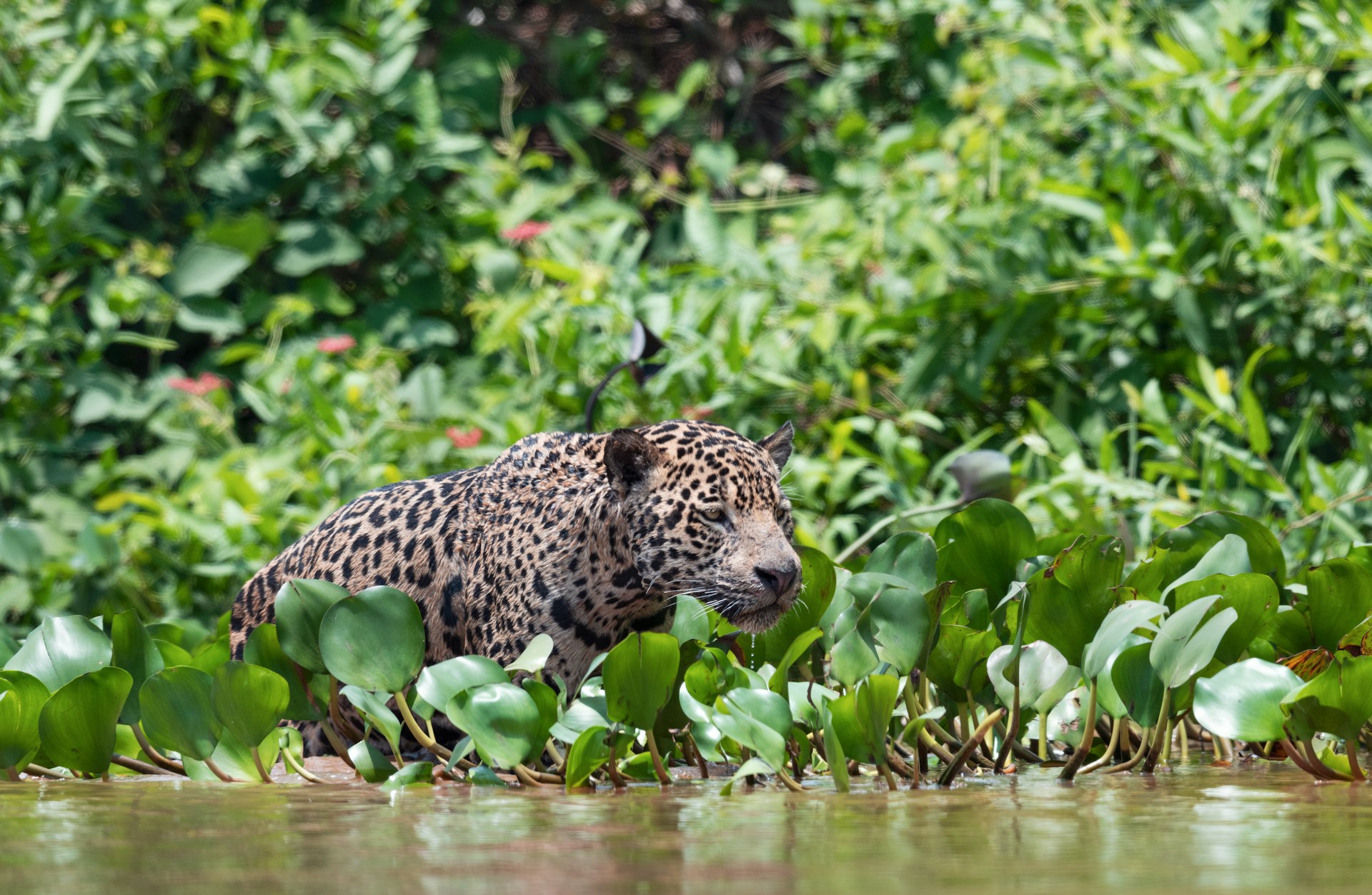 Pantanal