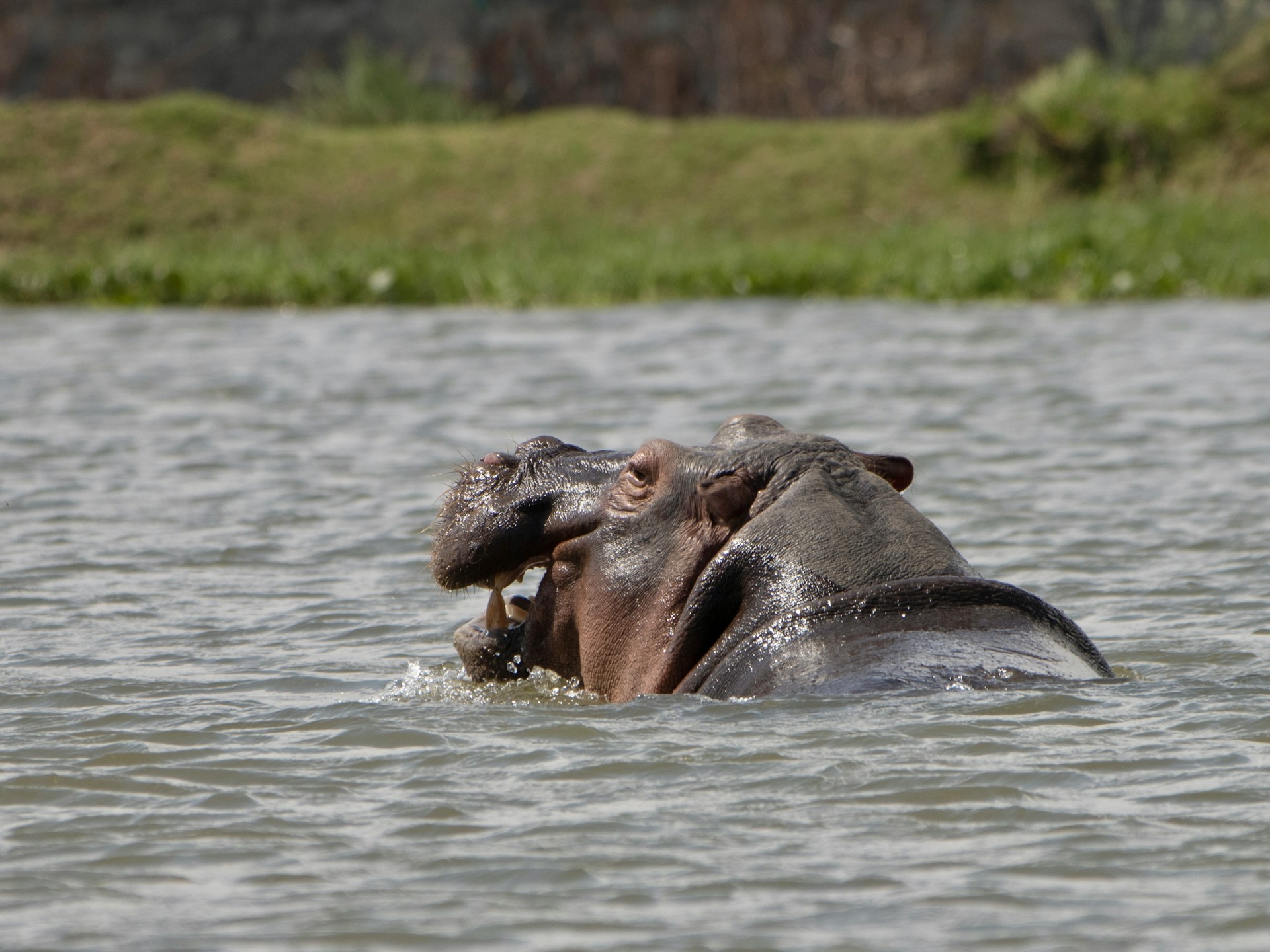 Lake Naivasha, Kenya
