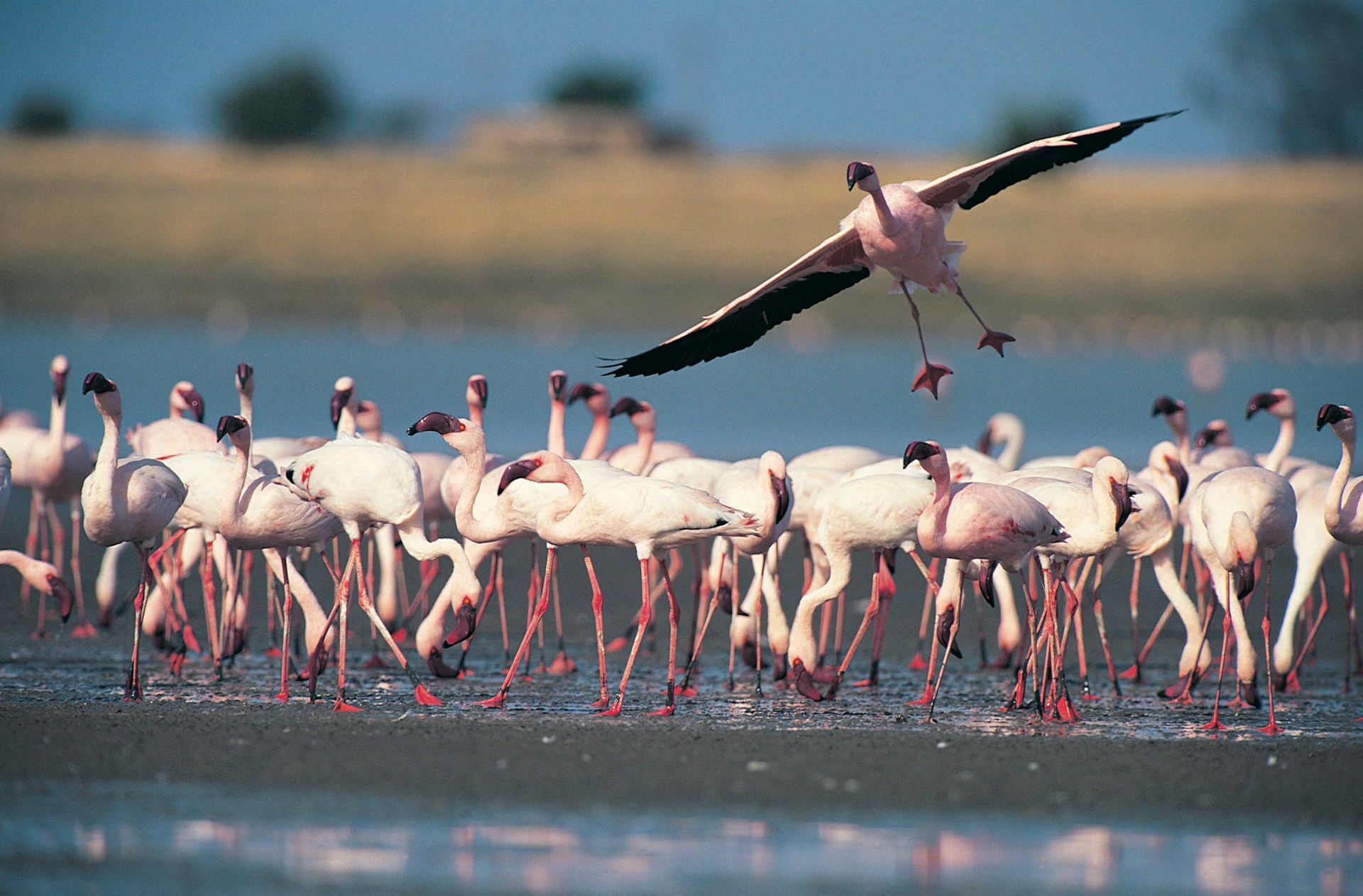 Lake Manyara National Park
