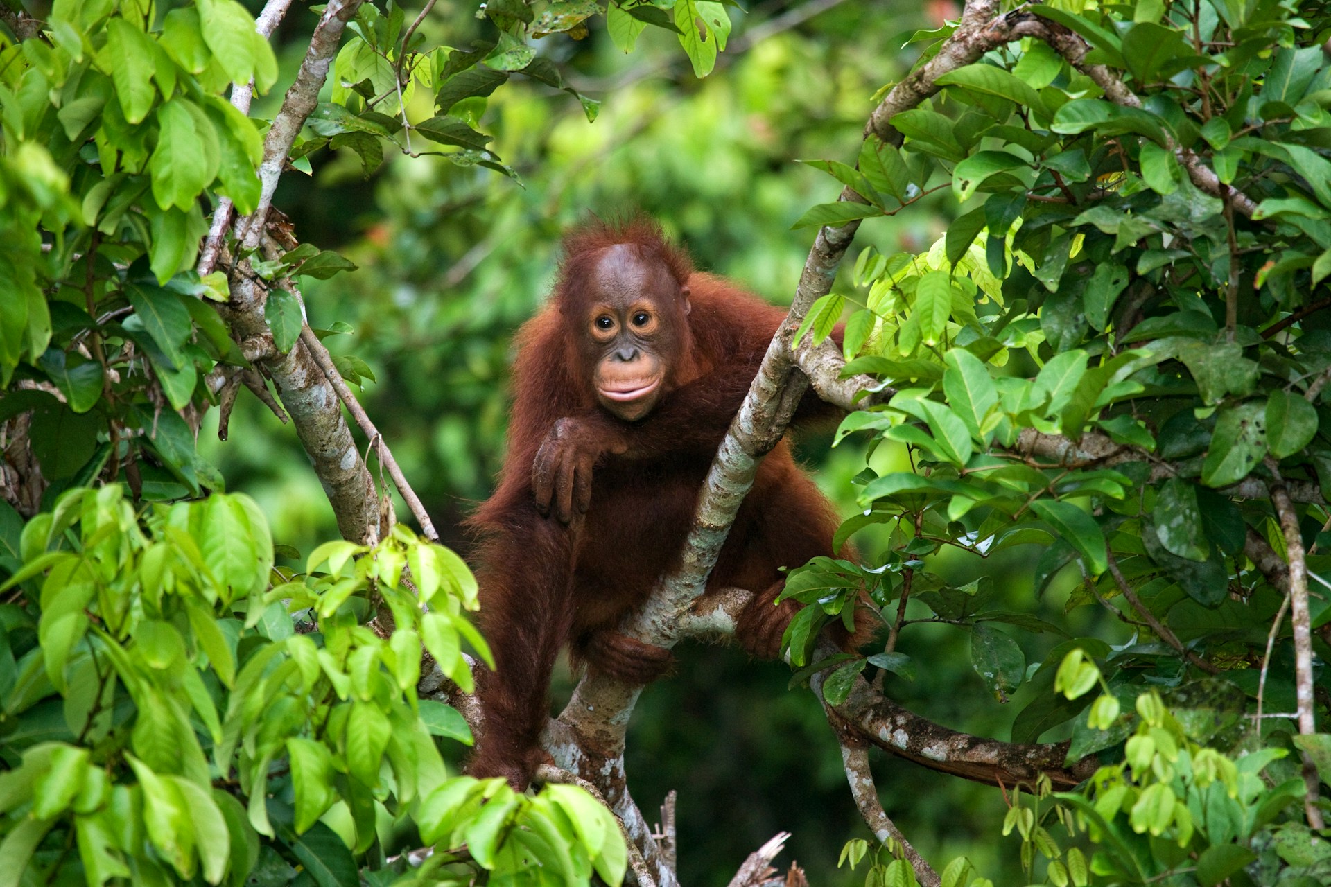 Borneo (Sabah & Sarawak), Malaysia